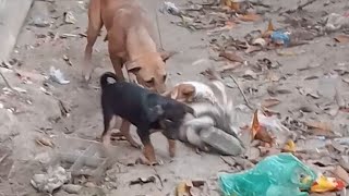 dog fighting dogfighter animalfighter dog [upl. by Ococ831]