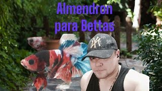 Almendron para peces Betta  Gente Betta Venezuela Dorman [upl. by Onateyac]