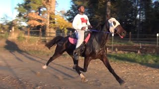 Fast PACED Standardbred Horses Under Saddle [upl. by Ahsratal286]