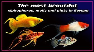 the most beautiful xiphophorus fish  molly and platy in Europe ✔ [upl. by Ainegue188]