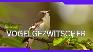 Naturgeräusche Vogelgezwitscher im Wald zum Träumen und Entspannen  4 [upl. by Akisej]