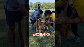 vaccination in cow [upl. by Michail]