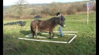 Horse Agility Starter Course 1 [upl. by Georgiana]