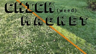 How I Dealt W CHICKWEED In The New Turf [upl. by Mohandas]