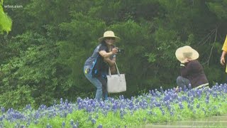 Texas bluebonnets in full bloom Tips to take the best photos [upl. by Murdocca948]