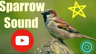 Sparrow Sound Effect [upl. by Adianez]