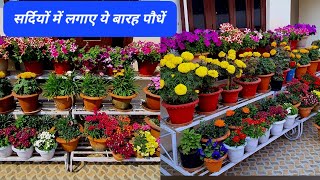 नवम्बर दिसम्बर में लगने वाले 12 फूलों वाले पौधो के नाम और दाम  12 Best Winter Flower Name  flower [upl. by Wallach856]