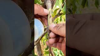 Grafting for Gardeners grafting diy garden gardening plants satisfying nature shorts [upl. by Ajroj]