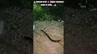 Common krait bungarus careuleus highly venomous snake 🔴 snake realease wildliferescue explore [upl. by Jephum]