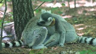 Freeranging Ringtailed Lemurs Social grooming [upl. by Sharon87]