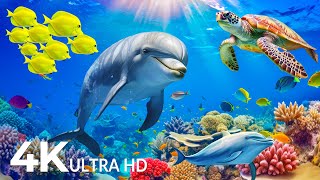 UNDERWATER PARADISE 4K HDR – Marine Life and Ocean Animals 4K Ultra HD  Peaceful Relaxing Music [upl. by Harutek]