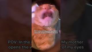 Light  too much light  memes cat [upl. by Gnoc]