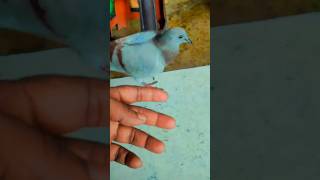 Puttu ko tang karne ka maza  New video pigeon  shorts [upl. by Anitnemelc]