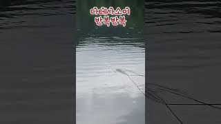 안성 장계낚시터 쵸친 도로로세트 히트히트 Freshwater Fishing Rice Cake Fish Hit Hit [upl. by Tav210]