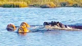 HIPPO ATTACKS 3 LIONS CROSSING THE RIVER [upl. by Niawd]