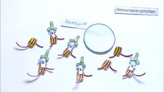 Epigenetic Profiling with ChIP [upl. by Vivl26]