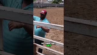 Mastering the Art of Flank Rope for Bucking Bulls with Rocky Mountain Pro Rodeo and 507 Caddy Shack [upl. by Anilet265]