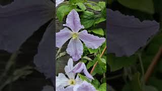 Lilac Arabella Clematis PlantUk Summer PlantAsmrShorts Vid [upl. by Nahsrad]