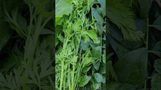 4 DIFFERENT TYPES OF LEAFY GREENS COLLECTED TO youtubeshorts viral organicgarden [upl. by Nagam]