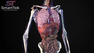 Full Virtual 3D Human Body Anatomy [upl. by O'Grady]