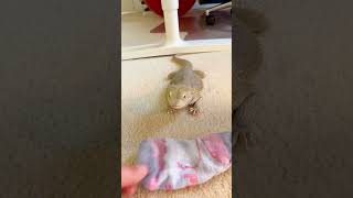 Bearded Dragon Is Obsessed With This One Sock  The Dodo [upl. by Griselda]