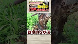 【危険】知らないと怖カミキリムシの幼虫の危険性と駆除方法【被害予防】 [upl. by Marketa]