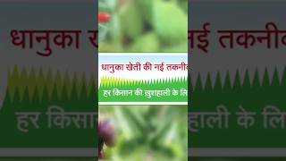 Targa super herbicide fertilizer agriculture viralvideo vairalshort nature [upl. by Anelehs]