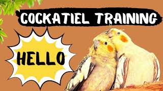 Cockatiel Talking Hello Training How to teach your cockatiel to talk [upl. by Essyla662]