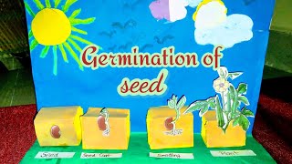 Germination of seedscience projectseed germination modeltlm seed germination in plant activity [upl. by Craner]