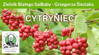 Zielnik Grzegorza Śleziaka  Cytryniec chiński [upl. by Devaj]