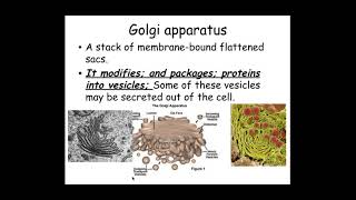 211 Cell structure g The ultrastructure of eukaryotic cells including photomicrographs [upl. by Ylla]