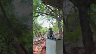 Rainfall at Tirumala [upl. by Meeharbi]