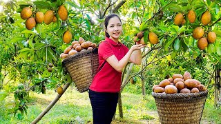 Harvesting Sapodilla Fruit Garden Goes To The Market Sell  Farming and Cooking  Hanna Daily Life [upl. by Cox]