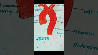 Aorta Aorta diagram shortvideo youtubeshorts shorts short ytshorts yt ytshort viralvideo 📈🏥 [upl. by Karilla]