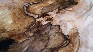 Spalted Maple table top [upl. by Purity]