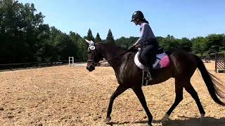 Tally Ho  9 yr 162h TB Gelding [upl. by Bryan]