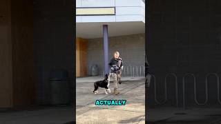 Comment down below any questions regarding dog training dogtrainerslife dogtrainer dogtraining [upl. by Aruat262]