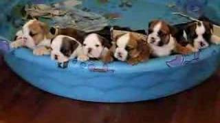 English Bulldog Puppy Chorus [upl. by Illa282]