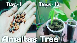 How to grow Amaltas Tree  golden Shower from Seed With Update अमलतास के पेड को बीज से कैसे उगाये [upl. by Orips]