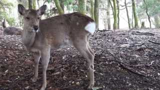 Deer screaming [upl. by Biddle]