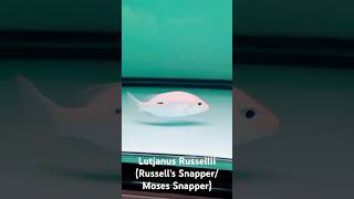 Lutjanus Russellii Russells SnapperMoses Snapper [upl. by Damiano706]