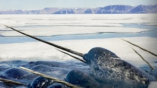 Wow  Amazing Facts About The Narwhal [upl. by Akihc]