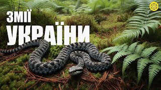 ЗМІЇ УКРАЇНИ  5 ЗМІЙ яких МОЖНА зустріти на ТЕРИТОРІЇ УКРАЇНИ [upl. by Irelav]