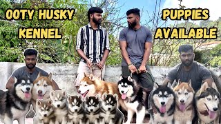 Ooty husky dog kennel  puppies for sale all over India transport available pets life yt husky [upl. by Cyrano431]