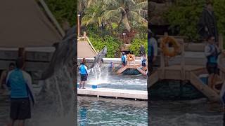 DELFINES de XCARET Parque Acuático en Cancún Mexico 🐬 dolphin mexico xcaret S8 [upl. by Brandise805]