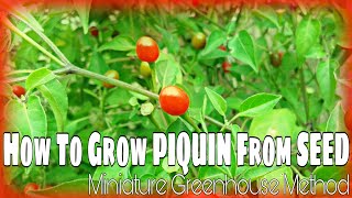 How To Grow PIQUIN From SEEDMiniature Greenhouse Method [upl. by Otiv]