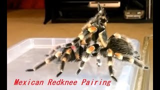 Breeding a pair of Brachypelma Hamorii Mexican Red Knee Tarantula [upl. by Denton784]