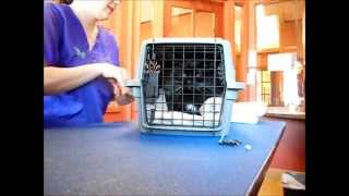 Removing Aggressive Cats from Carriers [upl. by Irol]