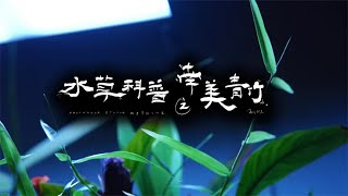 水草科普｜南美青竹，非常好养的一款水草 [upl. by Aniala909]