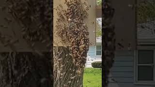 Honeybee Swarm Moves into Bait Hive short [upl. by Airenahs350]